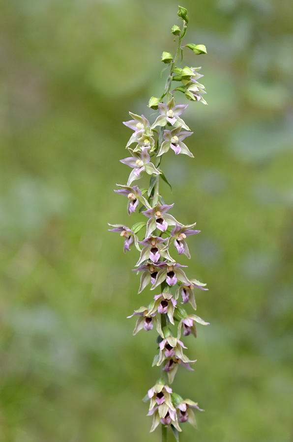 Epipactis del Vicentino,   sp. ?